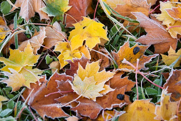 Folhas de outono geladas — Fotografia de Stock
