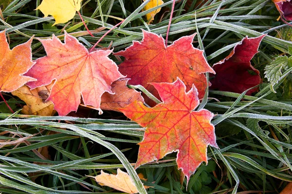 Mroźny liści jesienią — Zdjęcie stockowe