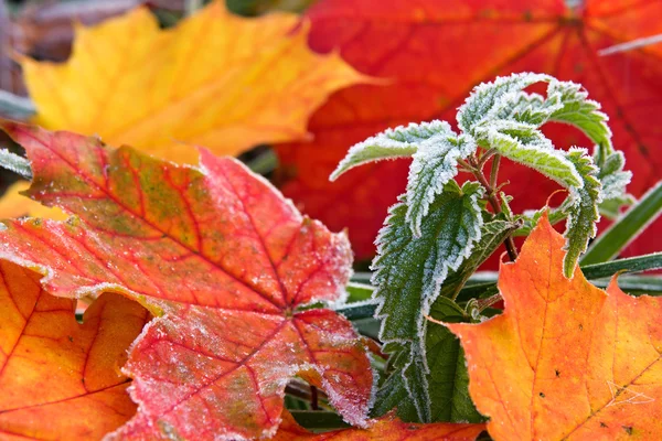 Frostige Herbstblätter — Stockfoto