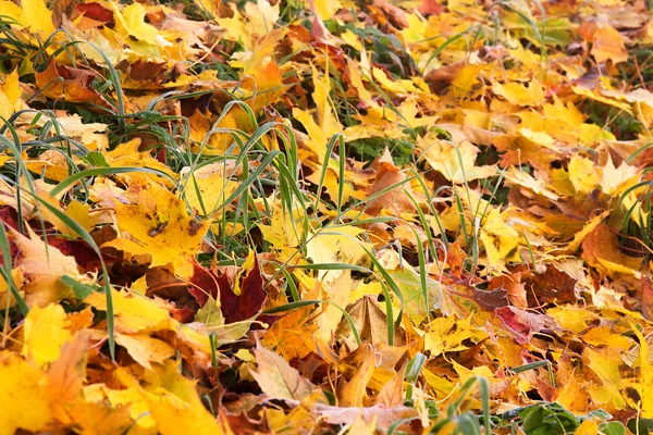 Frosty autumn leaves — Stock Photo, Image