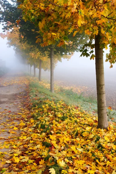 Misty autumn alley — Stock Photo, Image