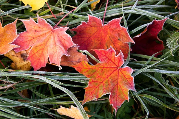 Folhas de outono geladas — Fotografia de Stock