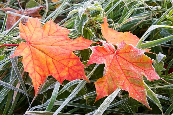 Mroźny liści jesienią — Zdjęcie stockowe