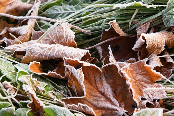 Mrazivý podzimní listí — Stock fotografie