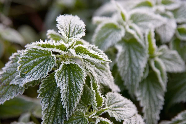 Frosty nettle Royalty Free Stock Images