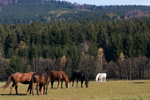 stock image Horses in the meadow