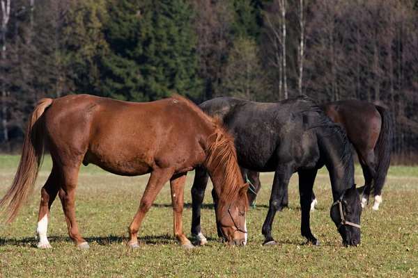 Cavalli nel prato — Foto Stock
