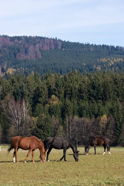 牧草地に馬がいて — ストック写真