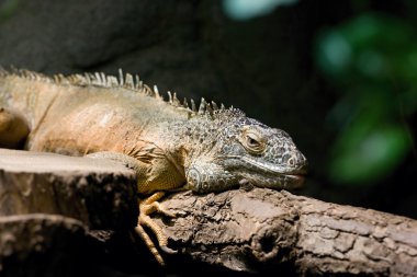 ağaç üzerinde oturan iguana sürüngen