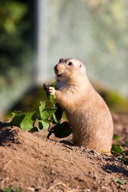 Prairie dog eating some grass clipart