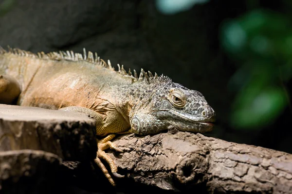 Iguana Reptile Sitting Tree — Stock Photo, Image