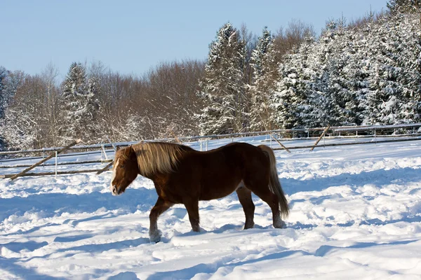 在白雪皑皑的冬季景观中的马 — 图库照片