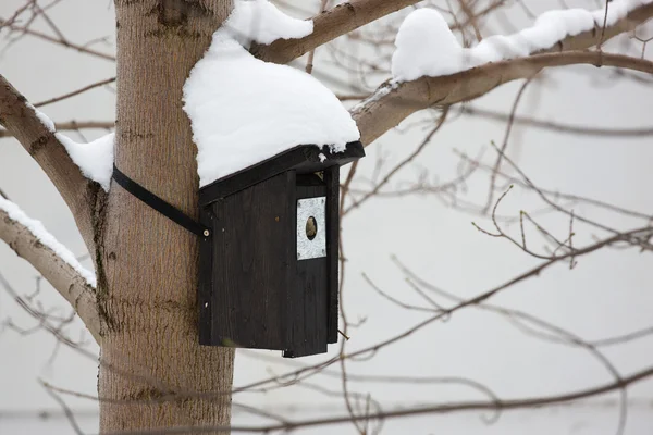 Dom ptaków zimą — Zdjęcie stockowe