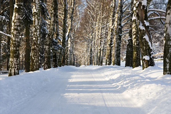 Weergave Van Sneeuw Steegje Met Bomen Bedekt Met Sneeuw — Stockfoto