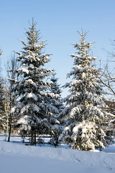 冬季大雪覆盖云杉树木 — 图库照片