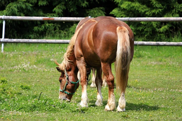 ม้าในทุ่งหญ้าในแพด๊อก — ภาพถ่ายสต็อก