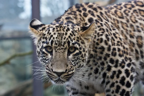 Genç leopar — Stok fotoğraf