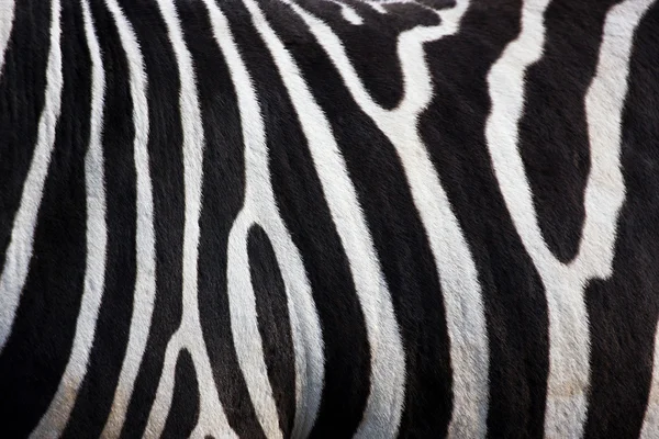 Zebra mönster — Stockfoto