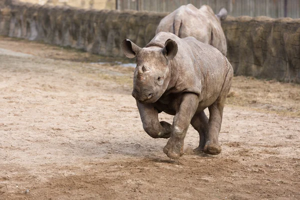 Bebé rinoceronte negro — Foto de Stock