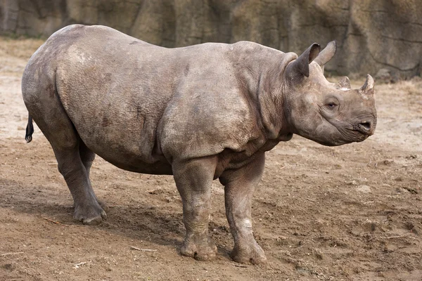 Bebé rinoceronte negro — Foto de Stock