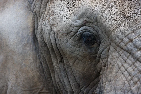 Elephant close up — Stock Photo, Image