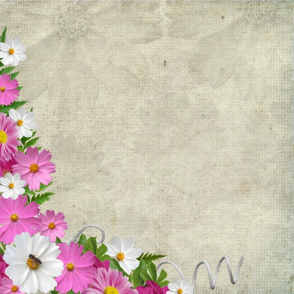Spring background with chamomile — Stock Photo, Image