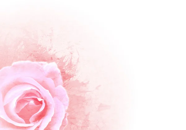 Grunge Rosa Hintergrund Mit Rose — Stockfoto