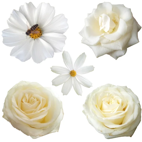 Conjunto de cabezas de flores blancas aisladas sobre fondo blanco — Foto de Stock