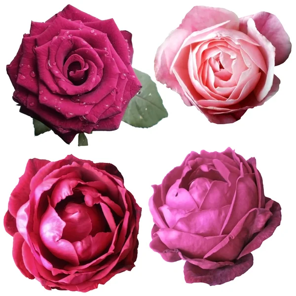 Assorti sur les fleurs de rose — Photo