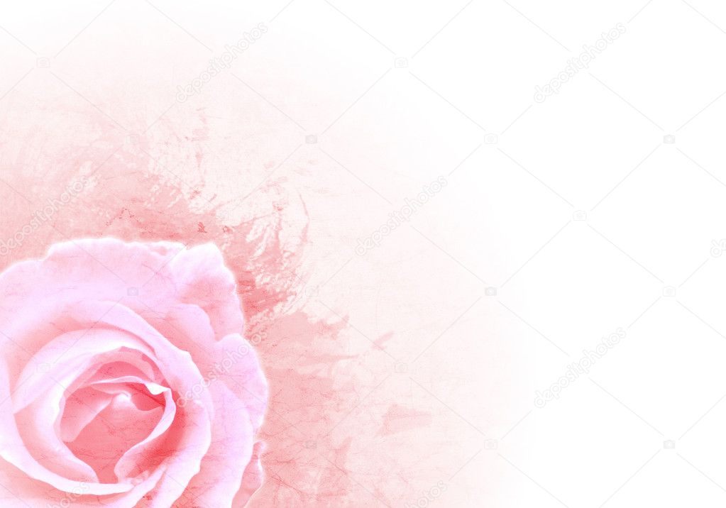 Grunge pink background with rose