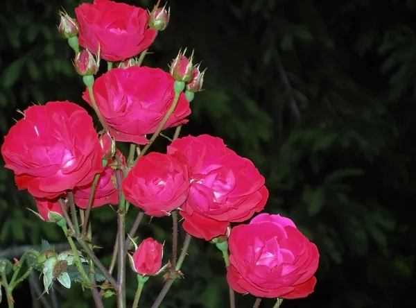 Rosas Vermelhas Selvagens — Fotografia de Stock