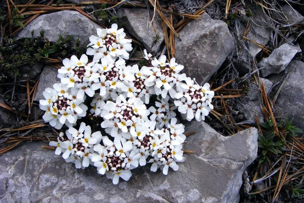 Біла Квітка Росте Каменях Ліцензійні Стокові Зображення