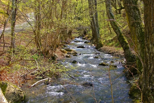 Весняна річка в лісі Стокова Картинка