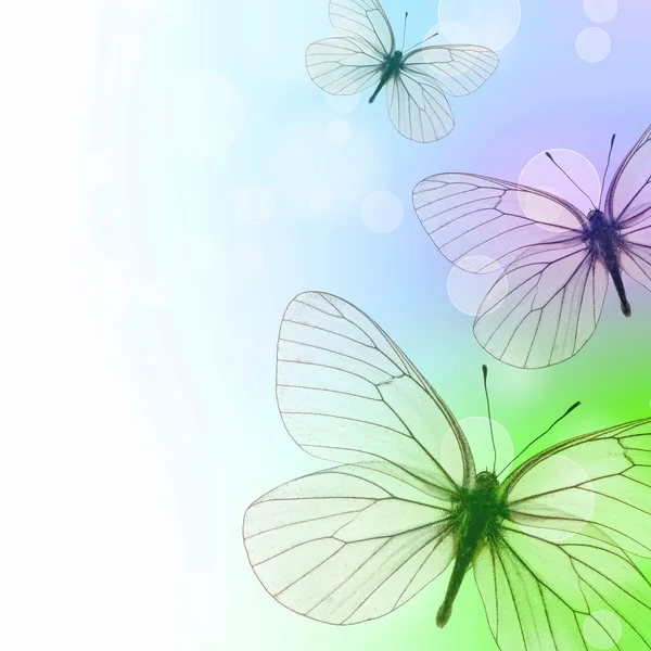 Schöner Hintergrund mit drei Schmetterlingen und Bokeh (1 von insgesamt — Stockfoto