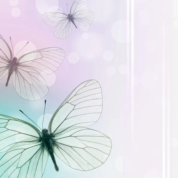 Güzel arka plan ile kelebekler (1 / set) — Stok fotoğraf