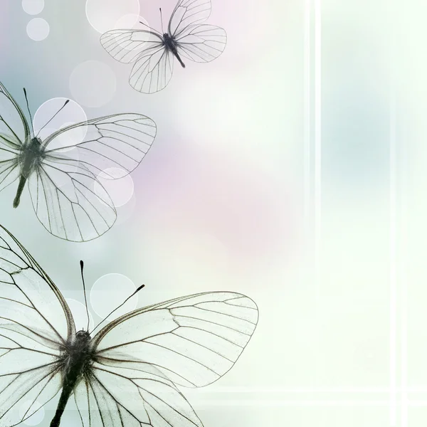 Schöner Hintergrund Mit Drei Schmetterlingen Und Bokeh Von Insgesamt — Stockfoto