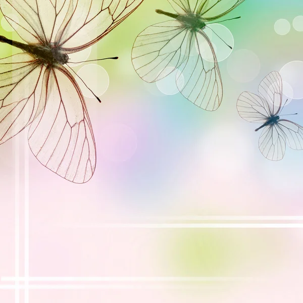 Schöner Hintergrund mit drei Schmetterlingen und Bokeh (1 von insgesamt — Stockfoto