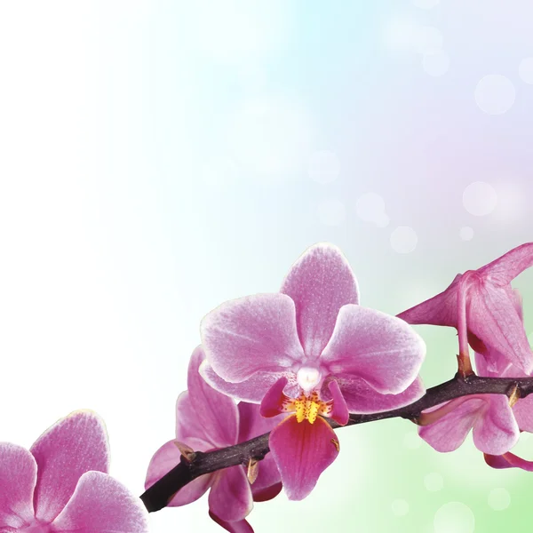 Güzel Orkide Bulanıklık Bokeh — Stok fotoğraf
