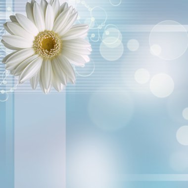 Camomile flower on blue background clipart