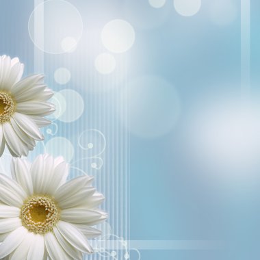 Camomile flower on blue background clipart