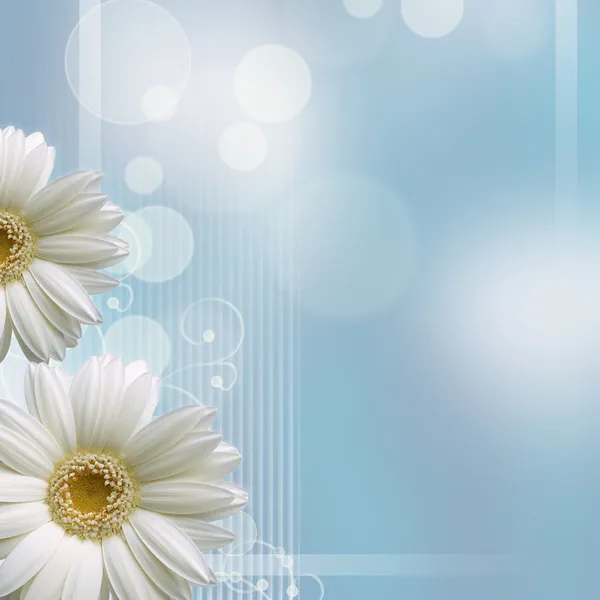 Camomile Flower Blue Background — Stock Photo, Image