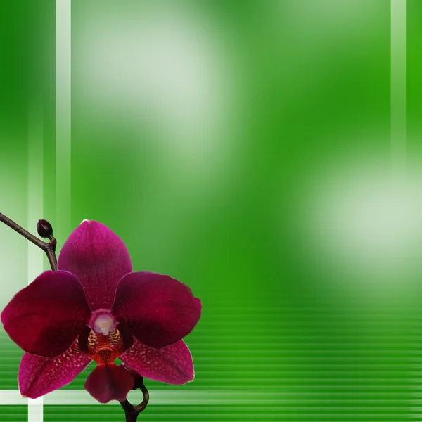Orquídea púrpura sobre fondo verde — Foto de Stock