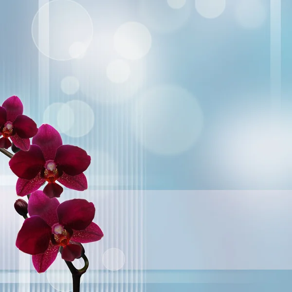 Orchidée Rose Sur Fond Bleu Bokeh Blanc — Photo