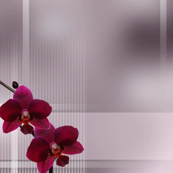Purple orchid on pastel gradient and stripes background — Stock Photo, Image