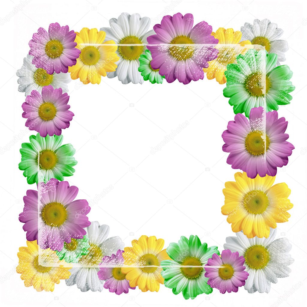 Colorful Flowers chamomiles frame isolated