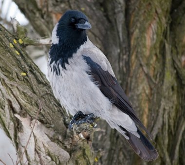 Gri karga (Corvus cornix dalı)