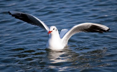 Martı (Larus ridibundus suda)