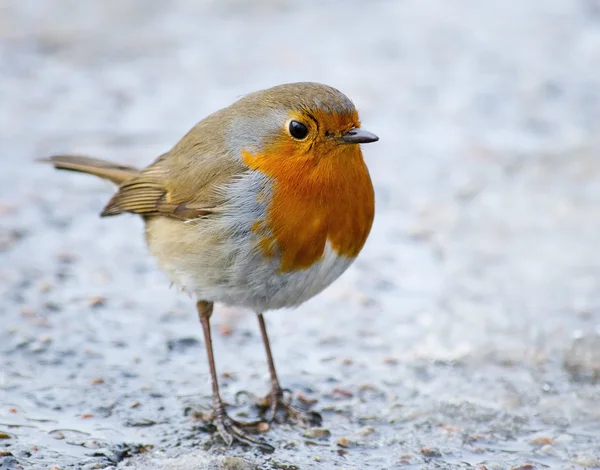 Avrupa Robin (Erithacus rubecula)