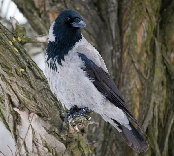 Corvo cinzento no ramo (Corvus cornix ) — Fotografia de Stock
