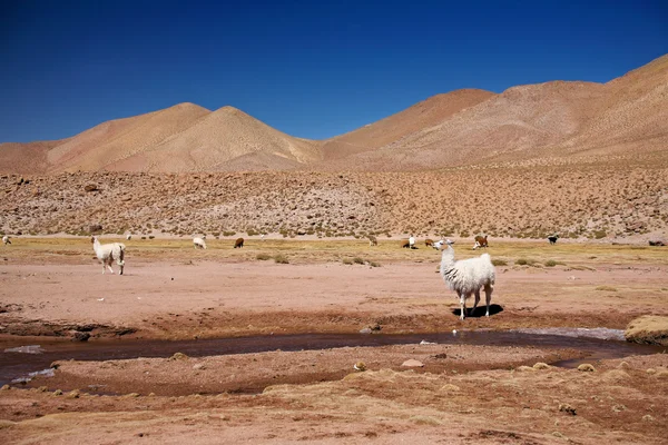 Lamy v poušti atacama, chile — Stock fotografie